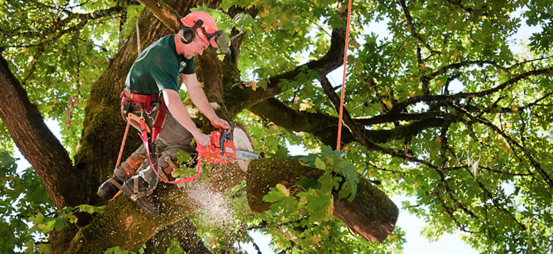 a tree surgeon