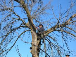 a tree surgeon