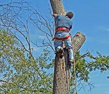 a tree surgeon